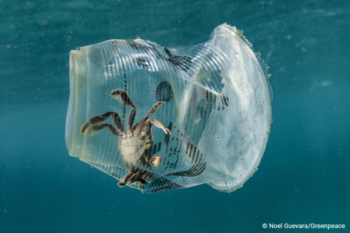 A crab is floating in the ocean trapped in a plastic glass 
